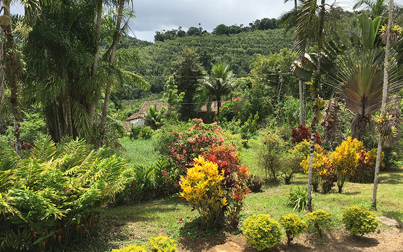 cacao farm