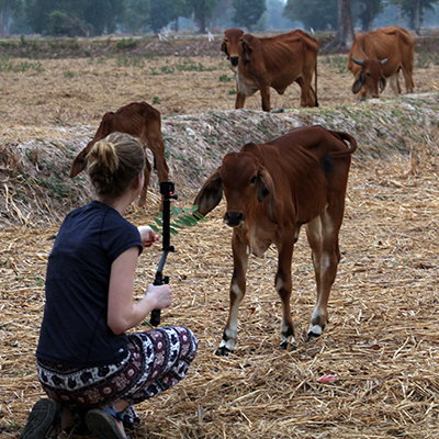 cattle