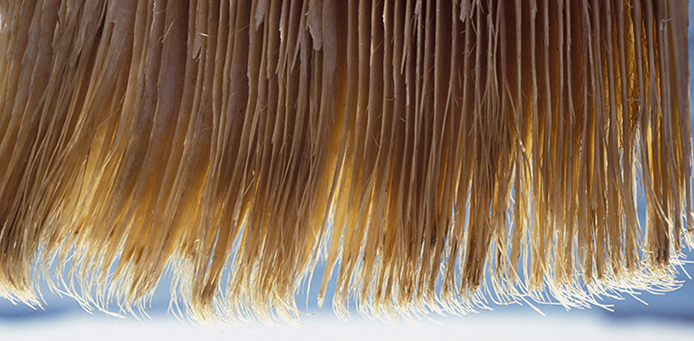 baleen