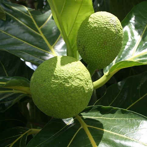 breadfruit